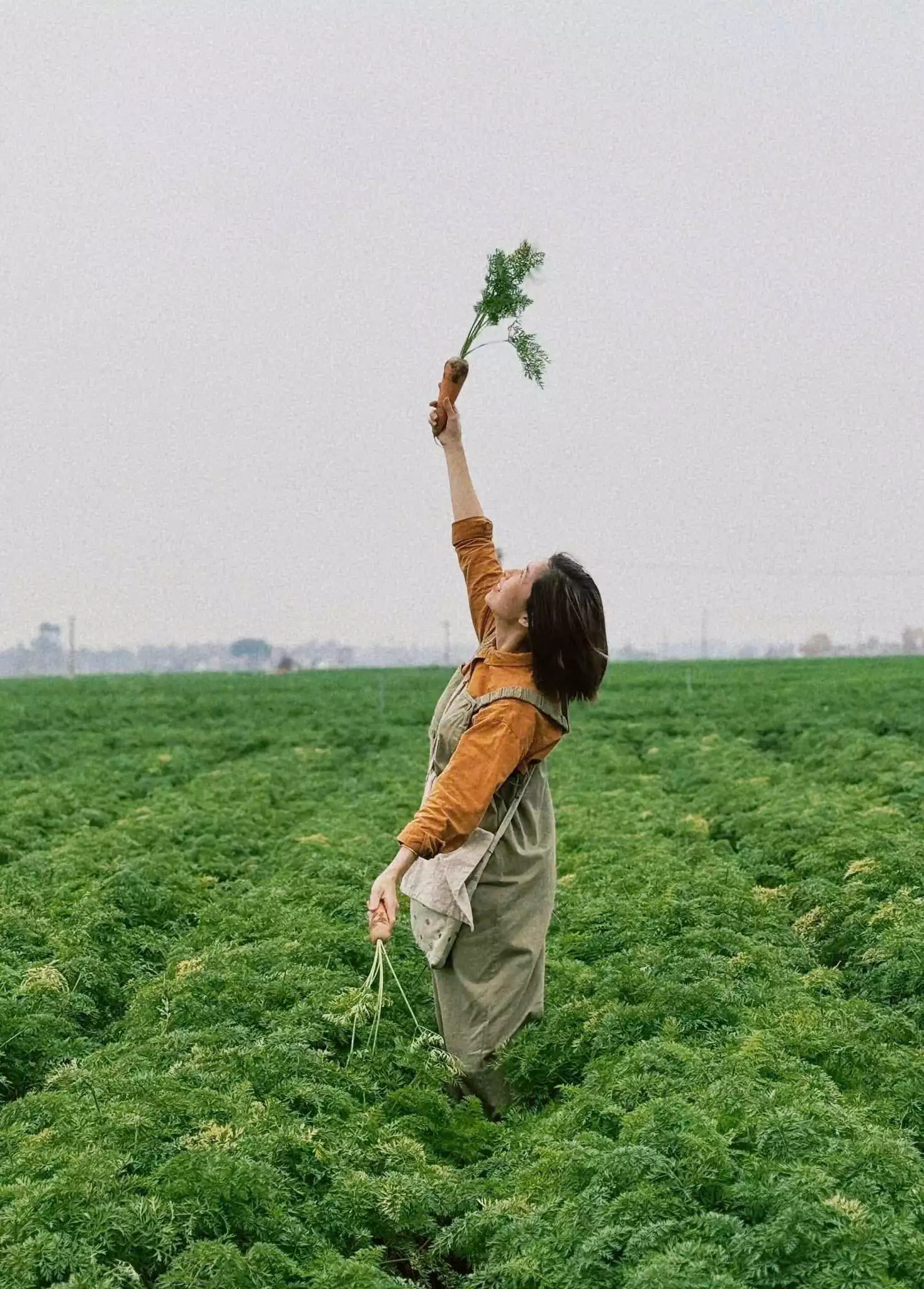 Thỏa sức chụp hình tại cánh đồng cà rốt xanh mướt ở Đức Chính - Cẩm Giàng - Hải Dương